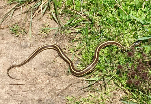 Image of Thamnophis elegans terrestris Fox 1951