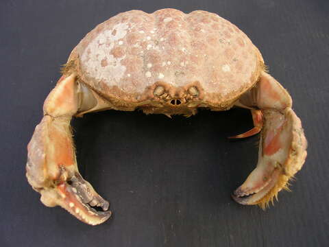 Image of rough box crab