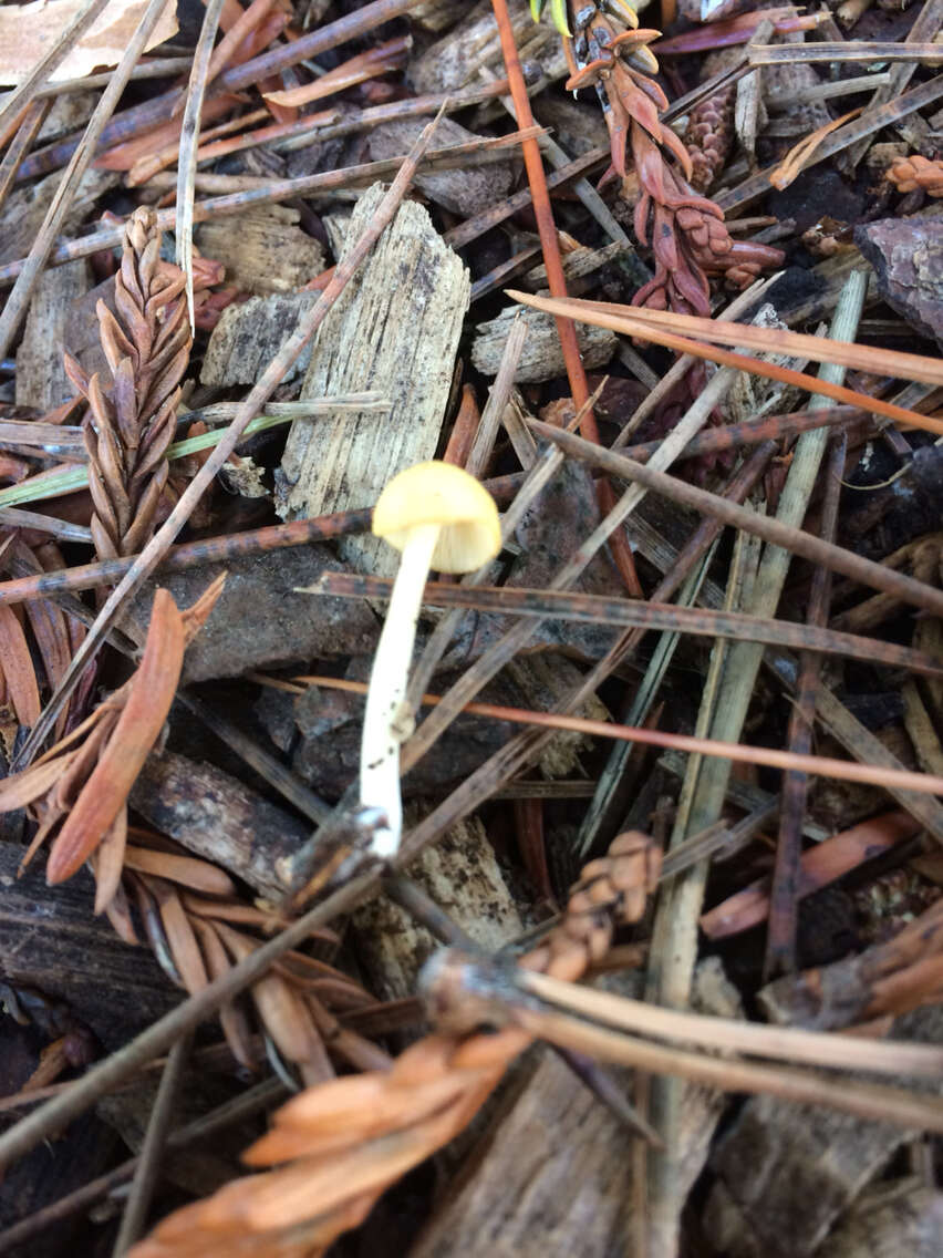 Image of Conocybe aurea (Jul. Schäff.) Hongo 1963