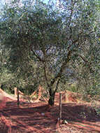 Image of olive tree