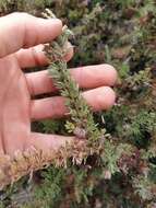 Image of Melaleuca cyrtodonta Turcz.