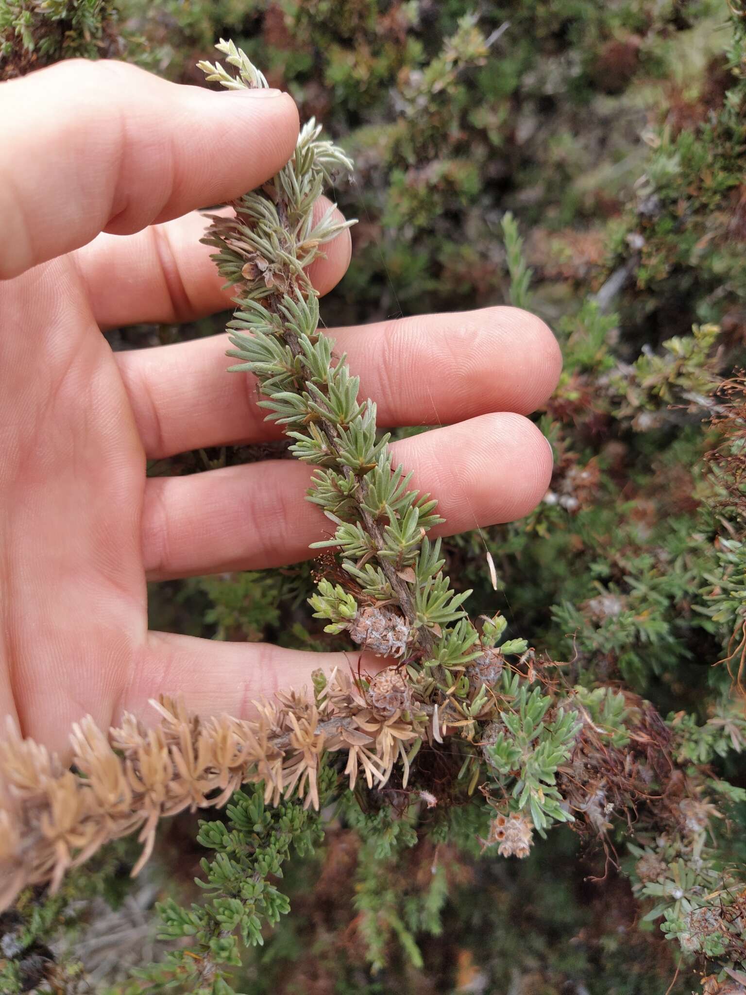 Image of Melaleuca cyrtodonta Turcz.