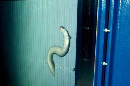 Image of American Eel