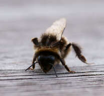 Image of White-tailed bumblebee