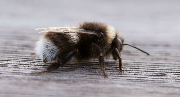 Image of White-tailed bumblebee