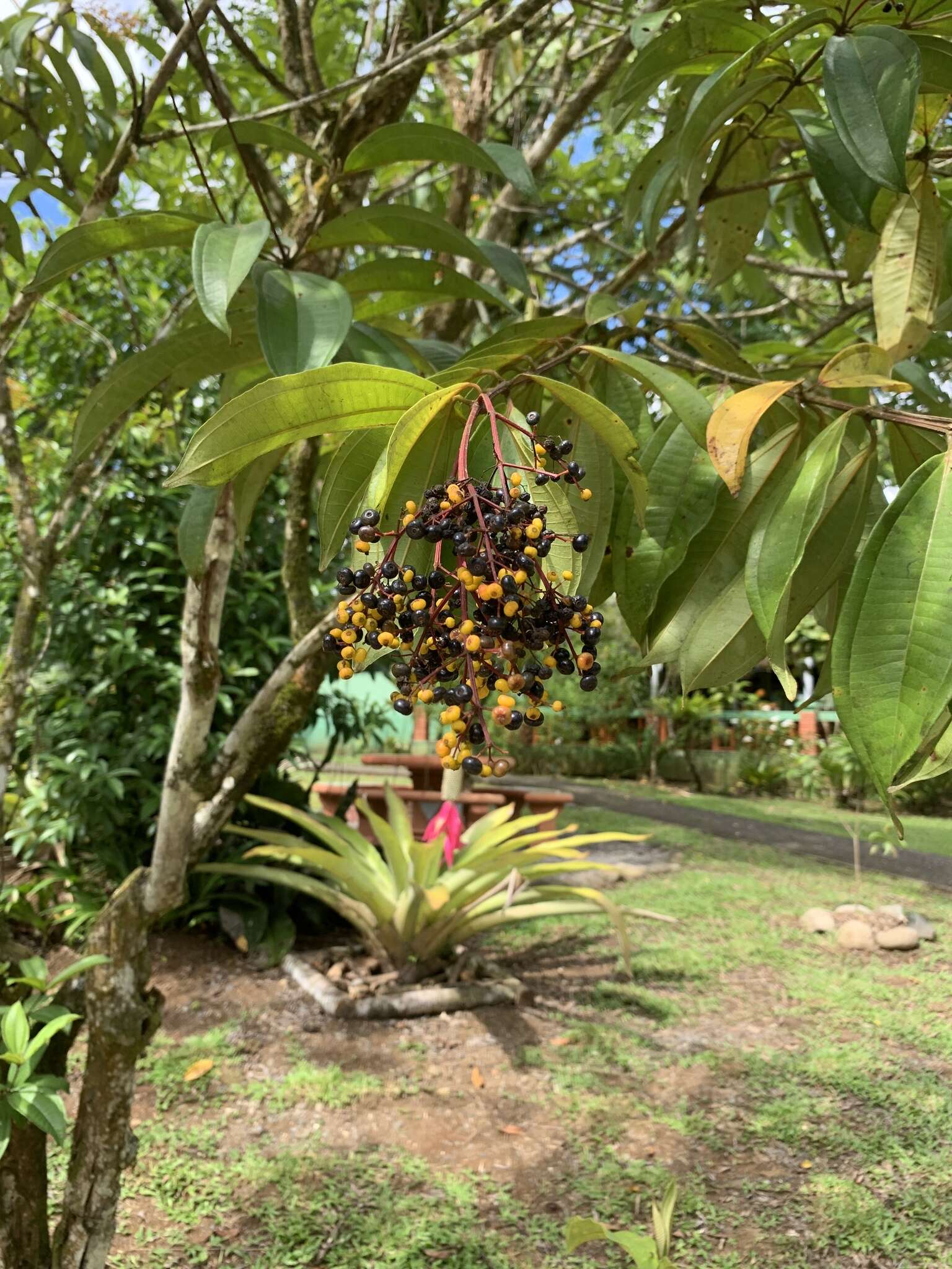 Plancia ëd Miconia longifolia (Aubl.) DC.