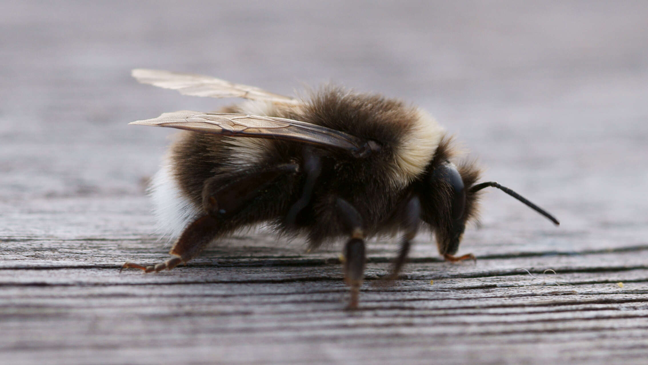 Image of White-tailed bumblebee