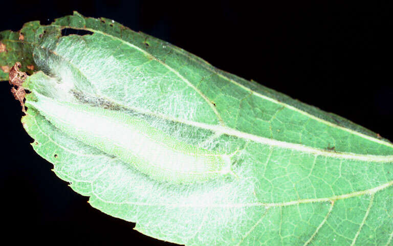 Image of Hackberry Emperor