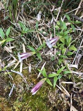 Image of Tripterospermum microphyllum H. Smith