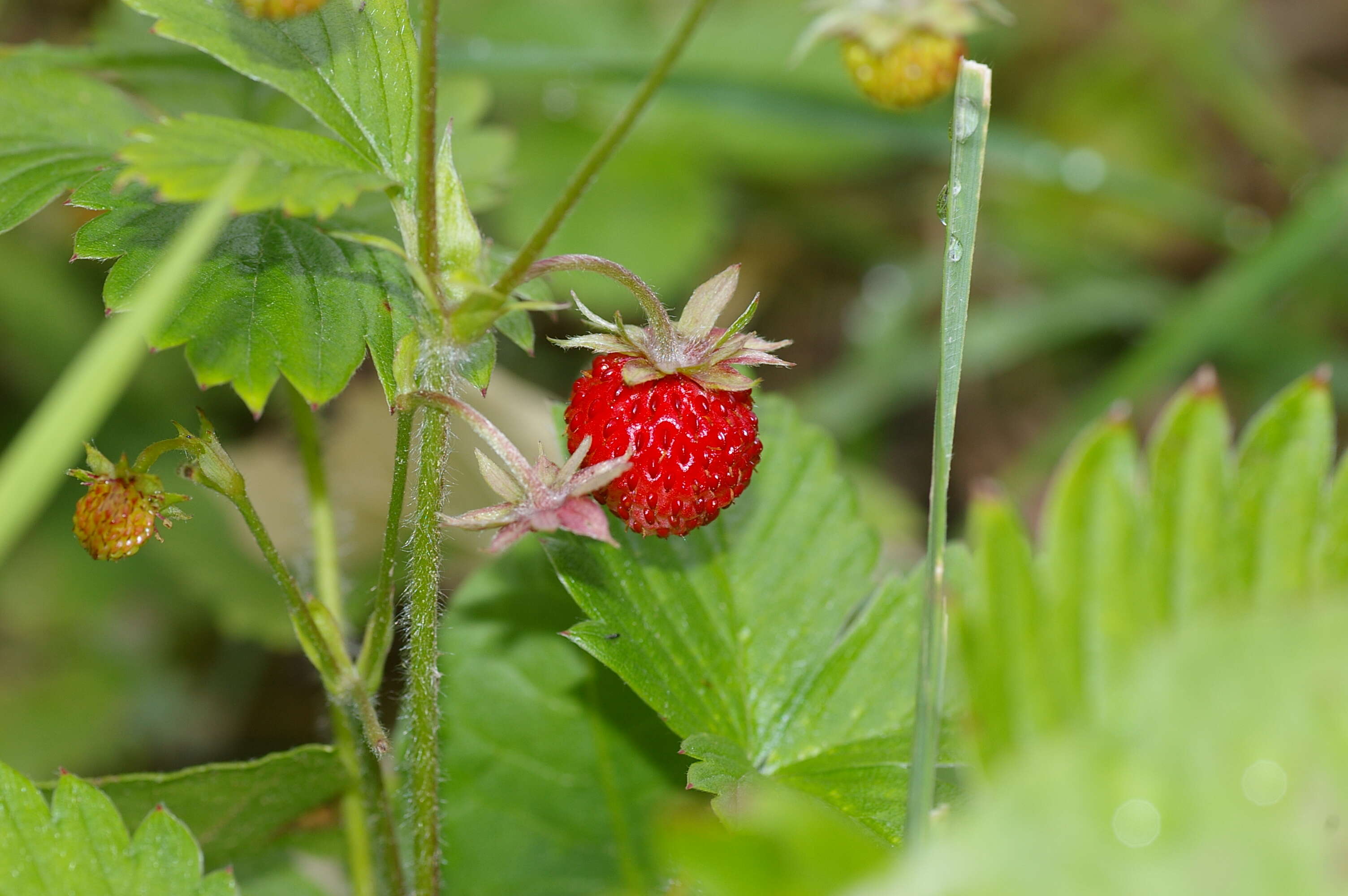 Image of woodland strawberry