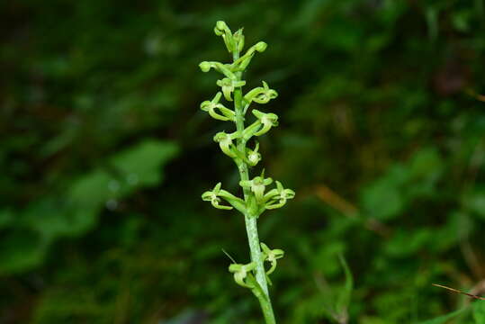 Image of Platanthera devolii (T. P. Lin & T. W. Hu) T. P. Lin & K. Inoue