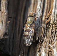 Image of Picture-winged fly