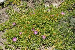 Imagem de Disphyma crassifolium (L.) L. Bol.