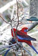 Image of Crimson Rosella