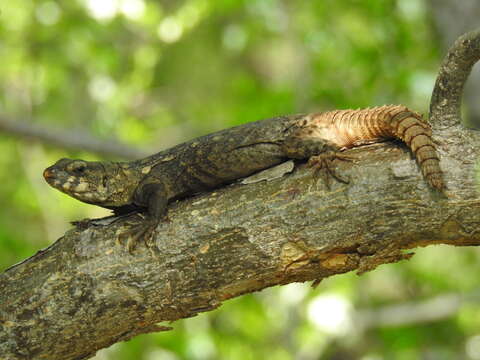 Image of Balsas Armed Lizard