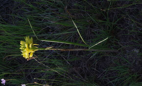 Image of Eulophia ensata Lindl.