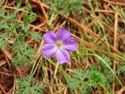 Image of Geranium potentillifolium DC.