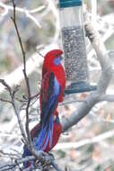 Image of Crimson Rosella