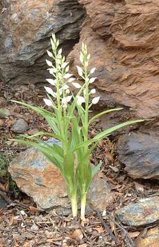 Image of Sword-leaved helleborine