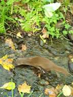 Image of Japanese Weasel