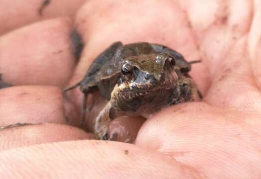 Imagem de Physalaemus cuqui Lobo 1993