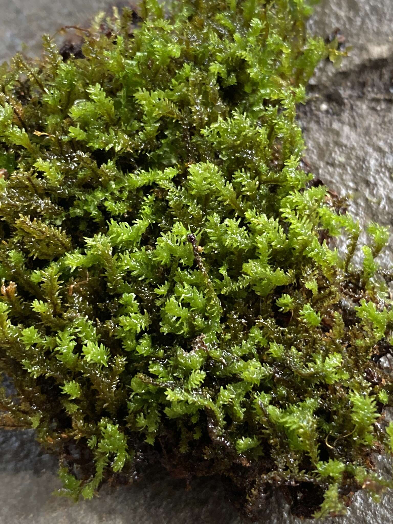 Image of Rugel's anomodon moss
