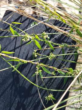 Image of MacCart's swallow-wort