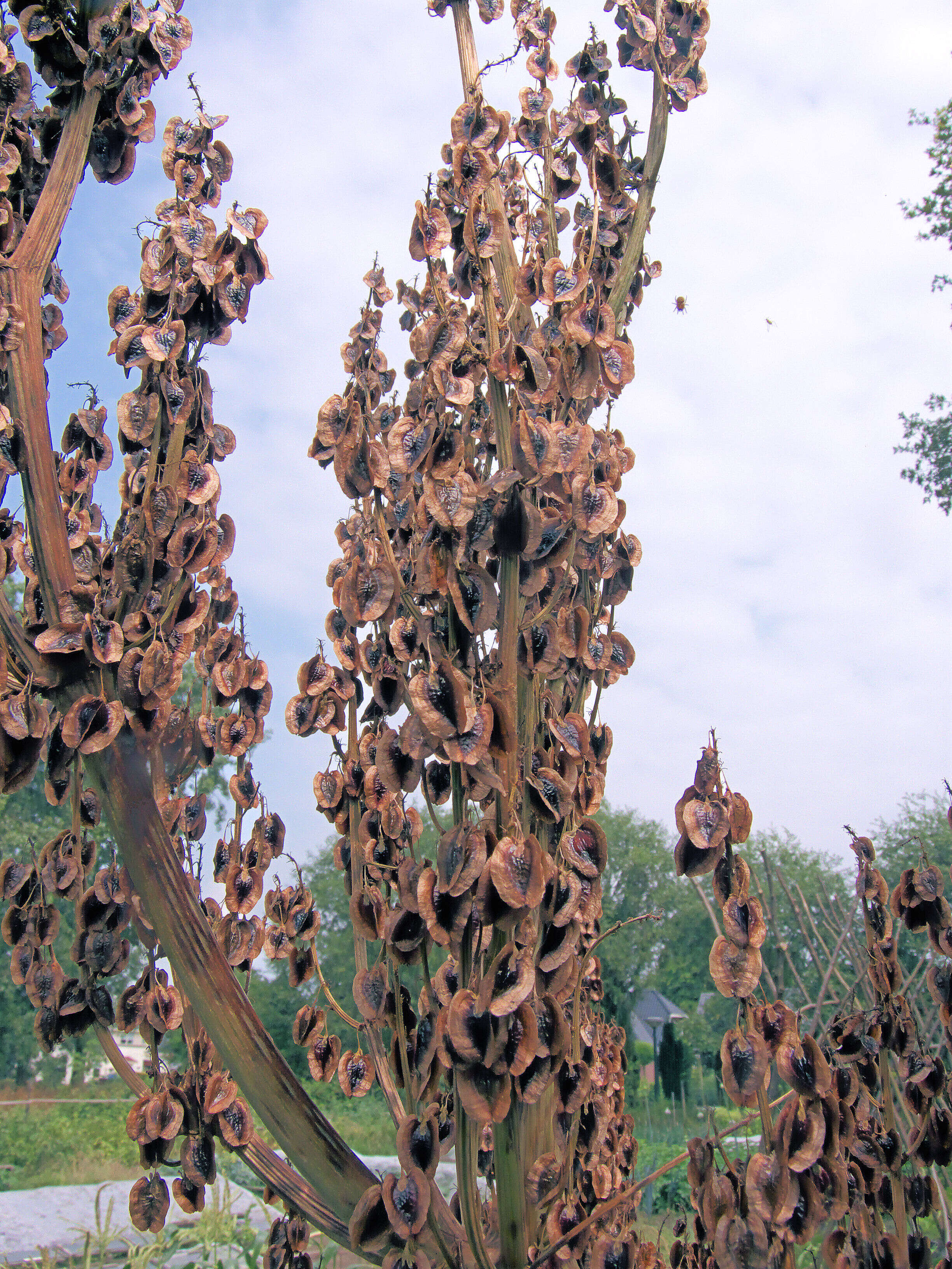 Image of garden rhubarb