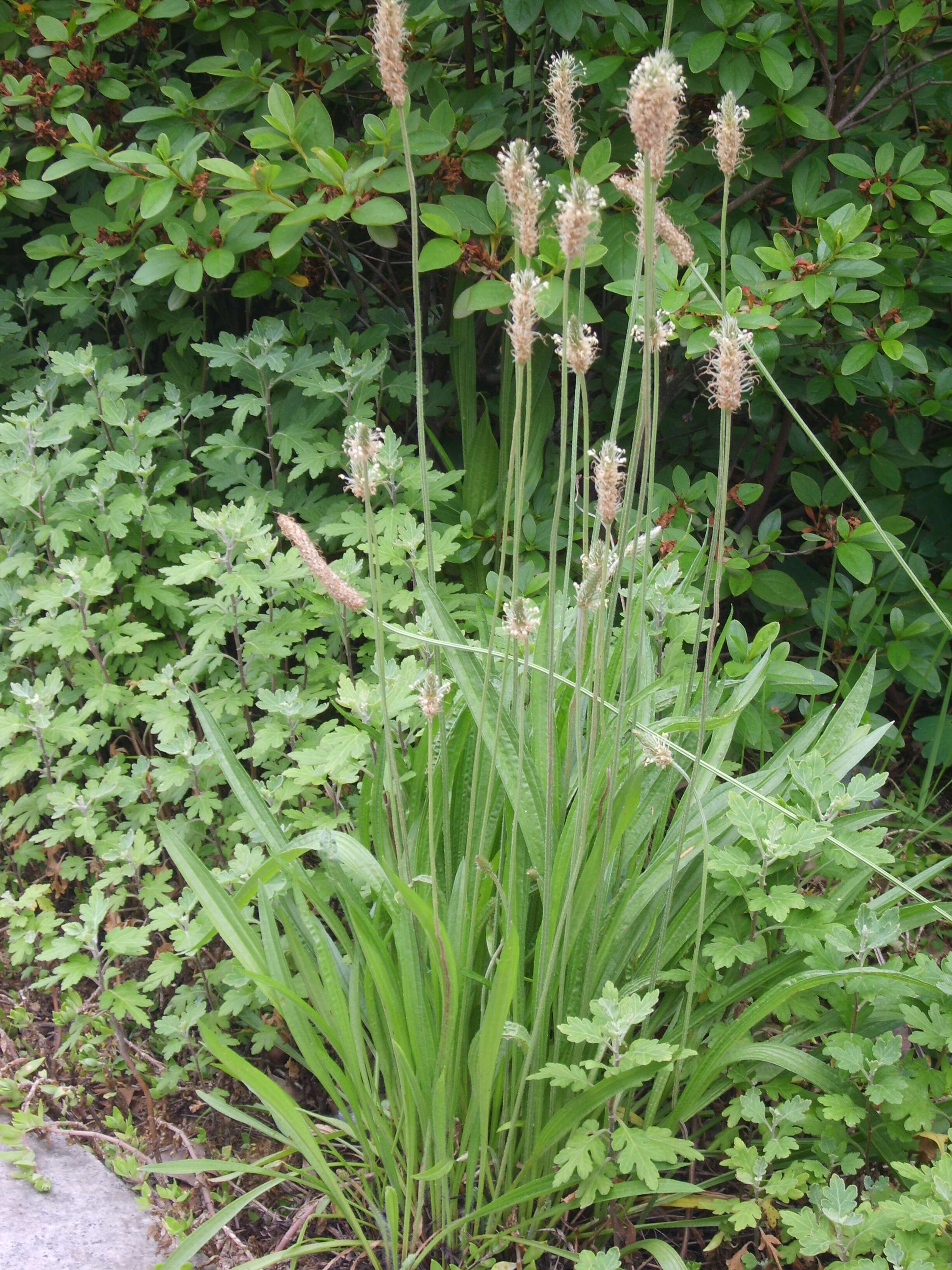 Image of Ribwort Plantain