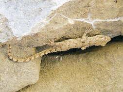 Image of Asia Minor Thin-toed Gecko