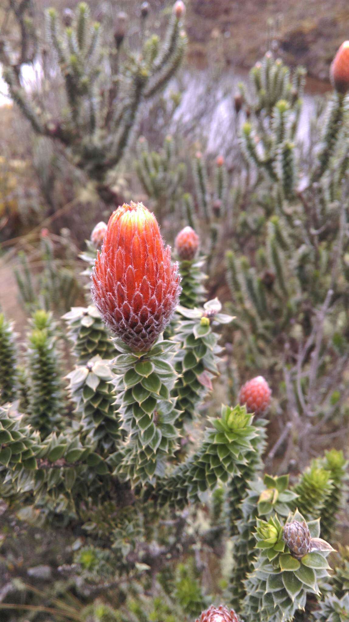 Image of flower of the Andes