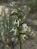 Image of Streaked leek orchid