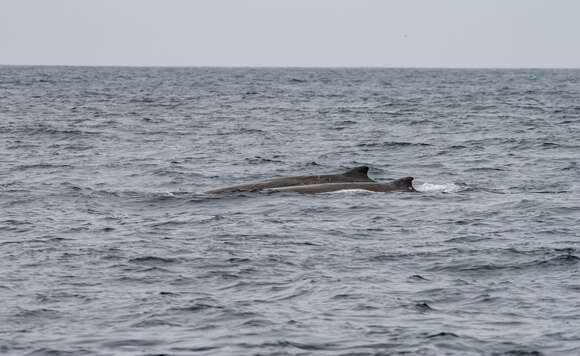 Image of giant beaked whale