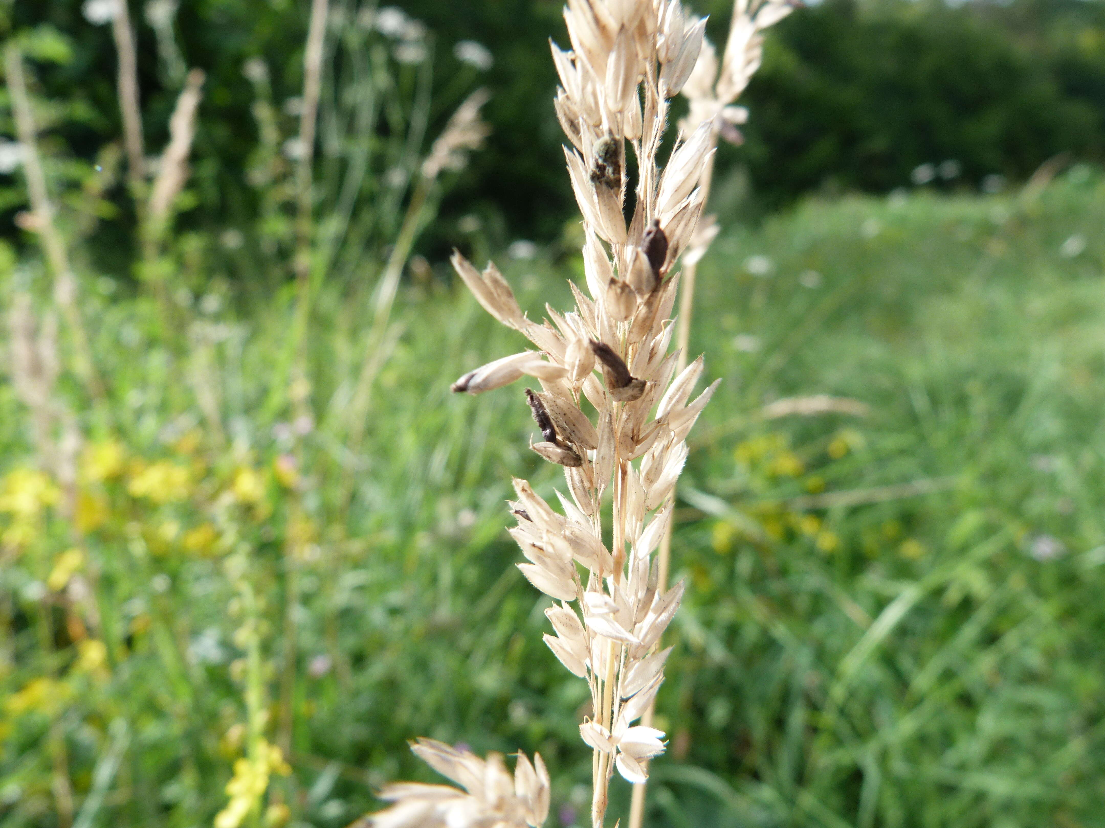 Image of Ergot