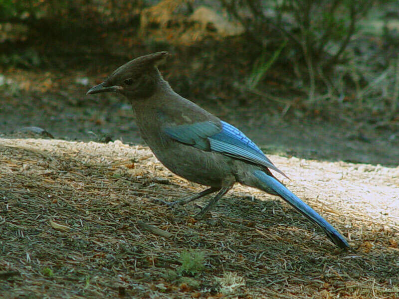 Image of Steller's Jay