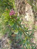 Lespedeza virginica (L.) Britton的圖片