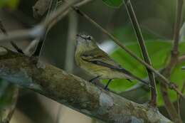 Image of Rough-legged Tyrannulet