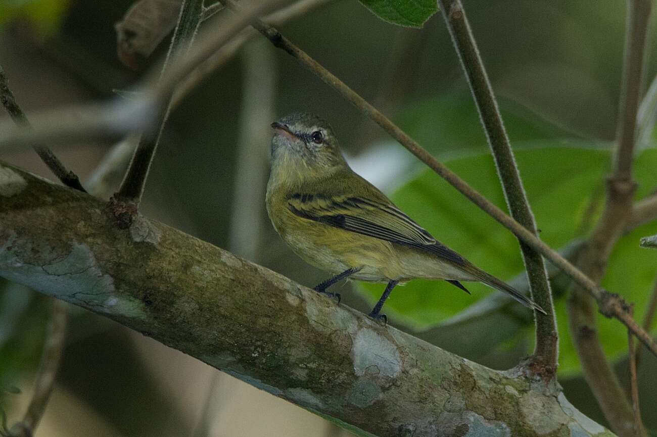 Image of Rough-legged Tyrannulet