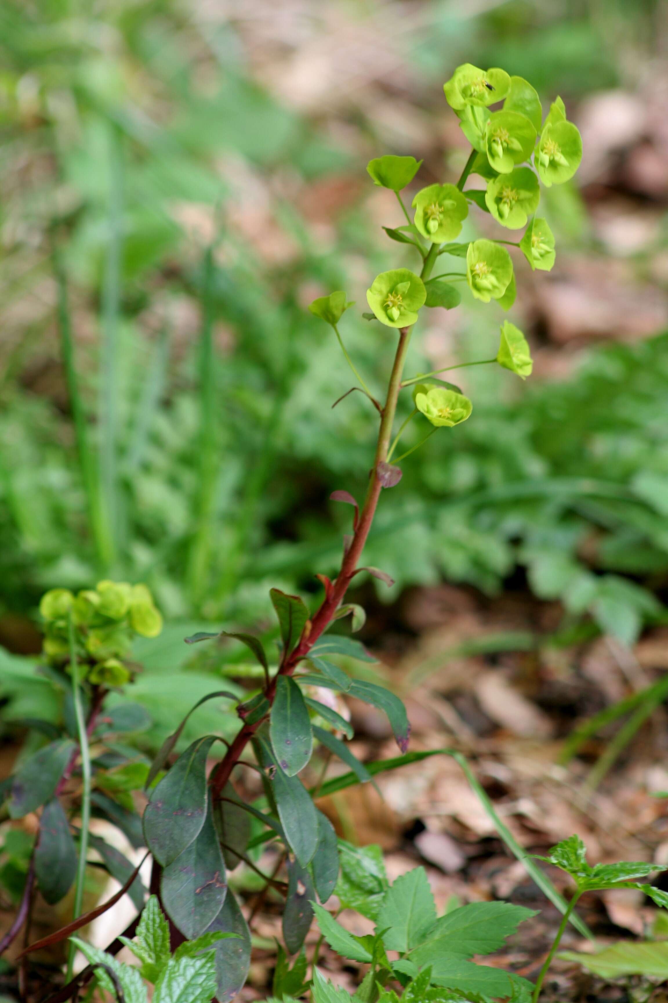 Image of Wood Spurge