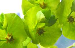 Image of Wood Spurge