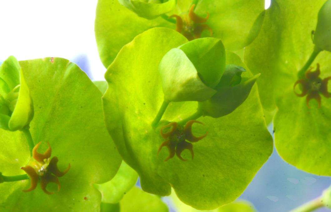 Image of Wood Spurge