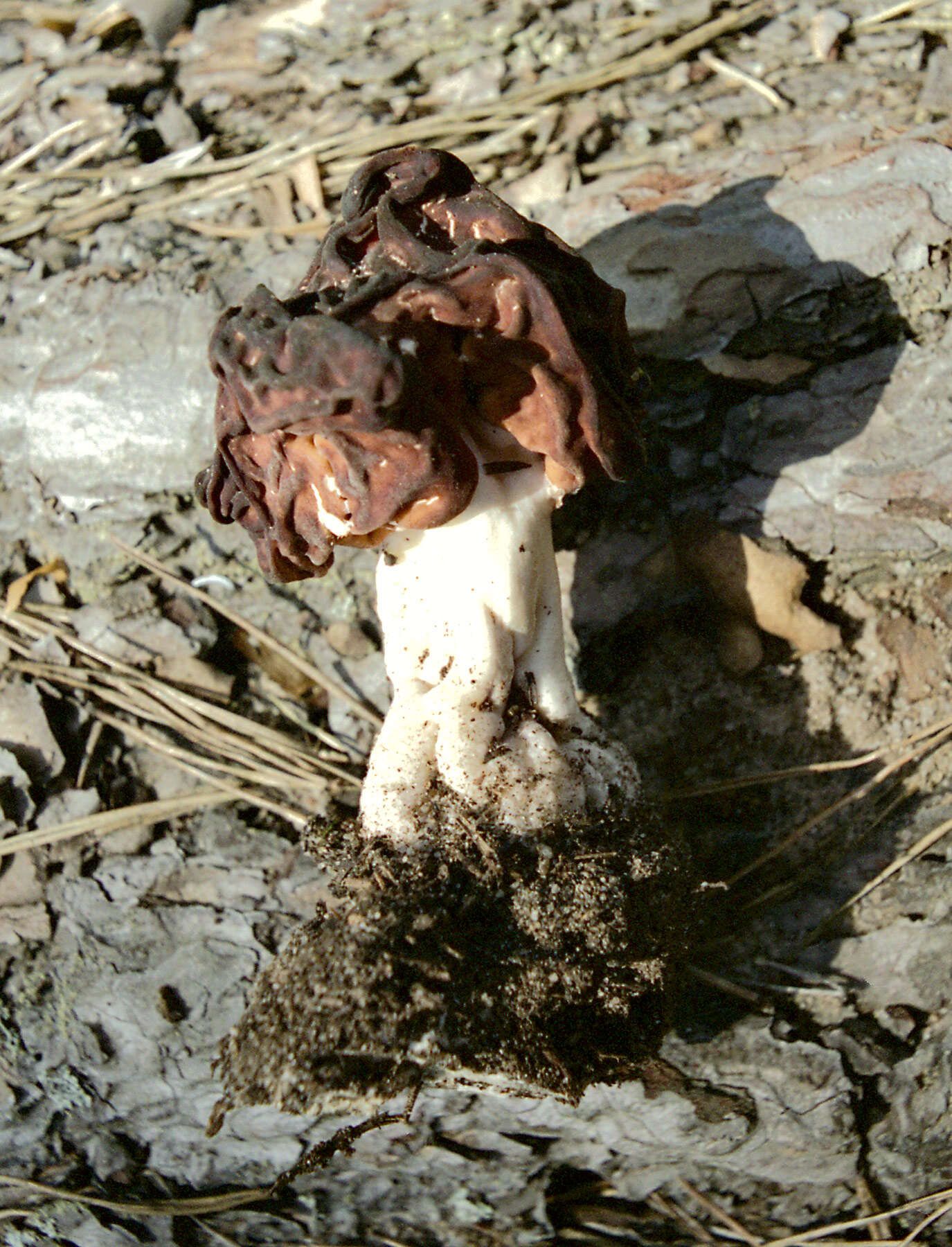 Image of Gyromitra esculenta (Pers.) Fr. 1849