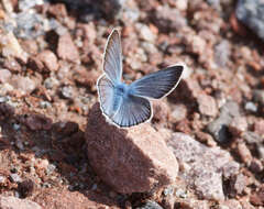 Image of Polyommatus amandus