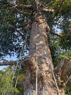 Image de Agathis borneensis Warb.