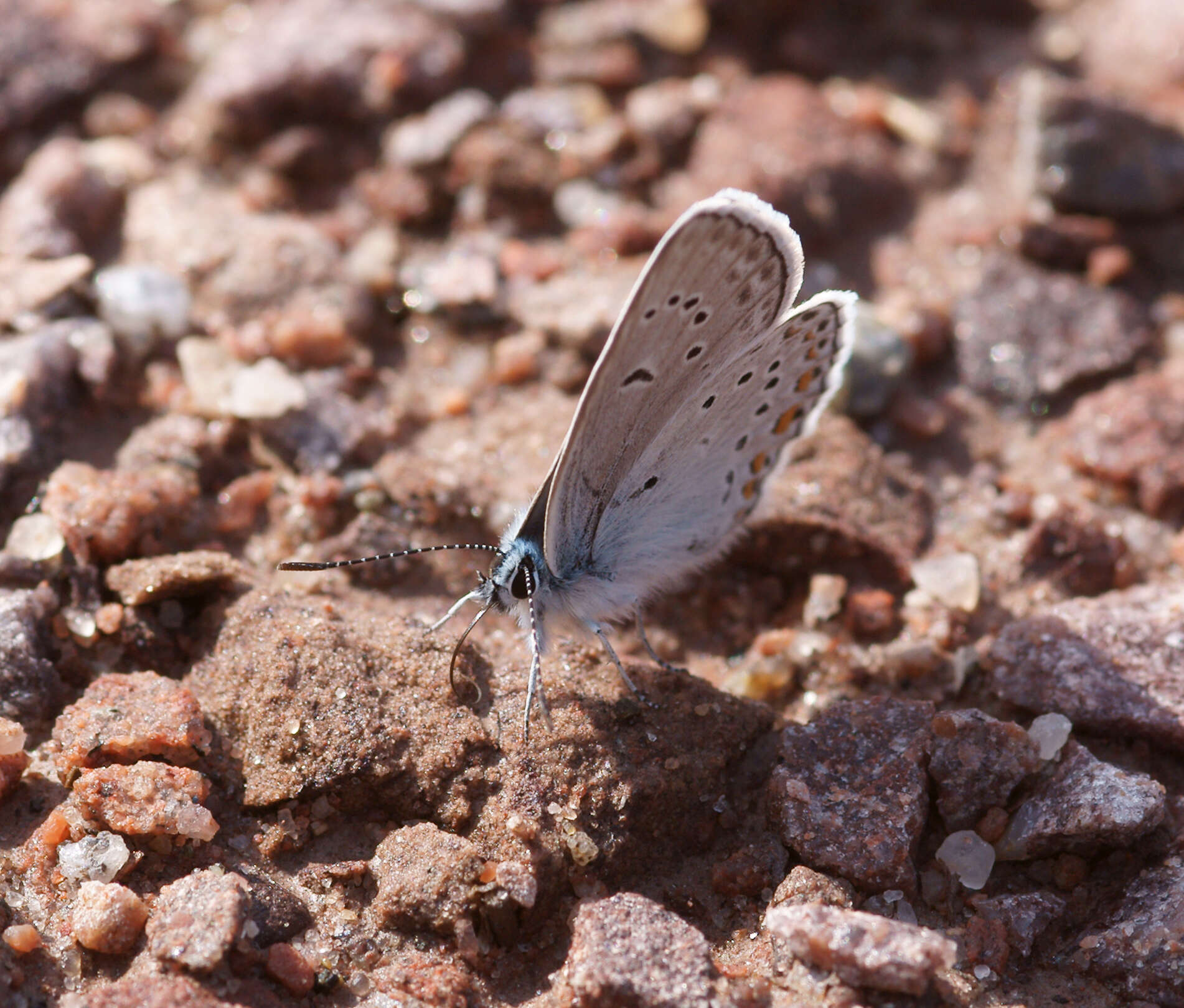 Image of Polyommatus amandus