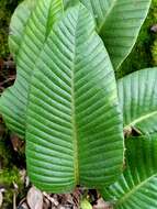 Image of Selliguea feei Bory