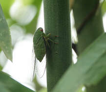 صورة Dundubia annandalei Boulard 2007