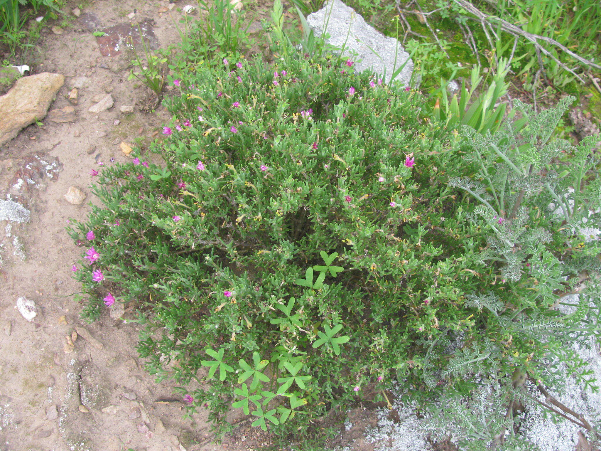 Image of Delosperma pageanum (L. Bol.) Schwant.