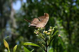 Image of Ruddy Daggerwing