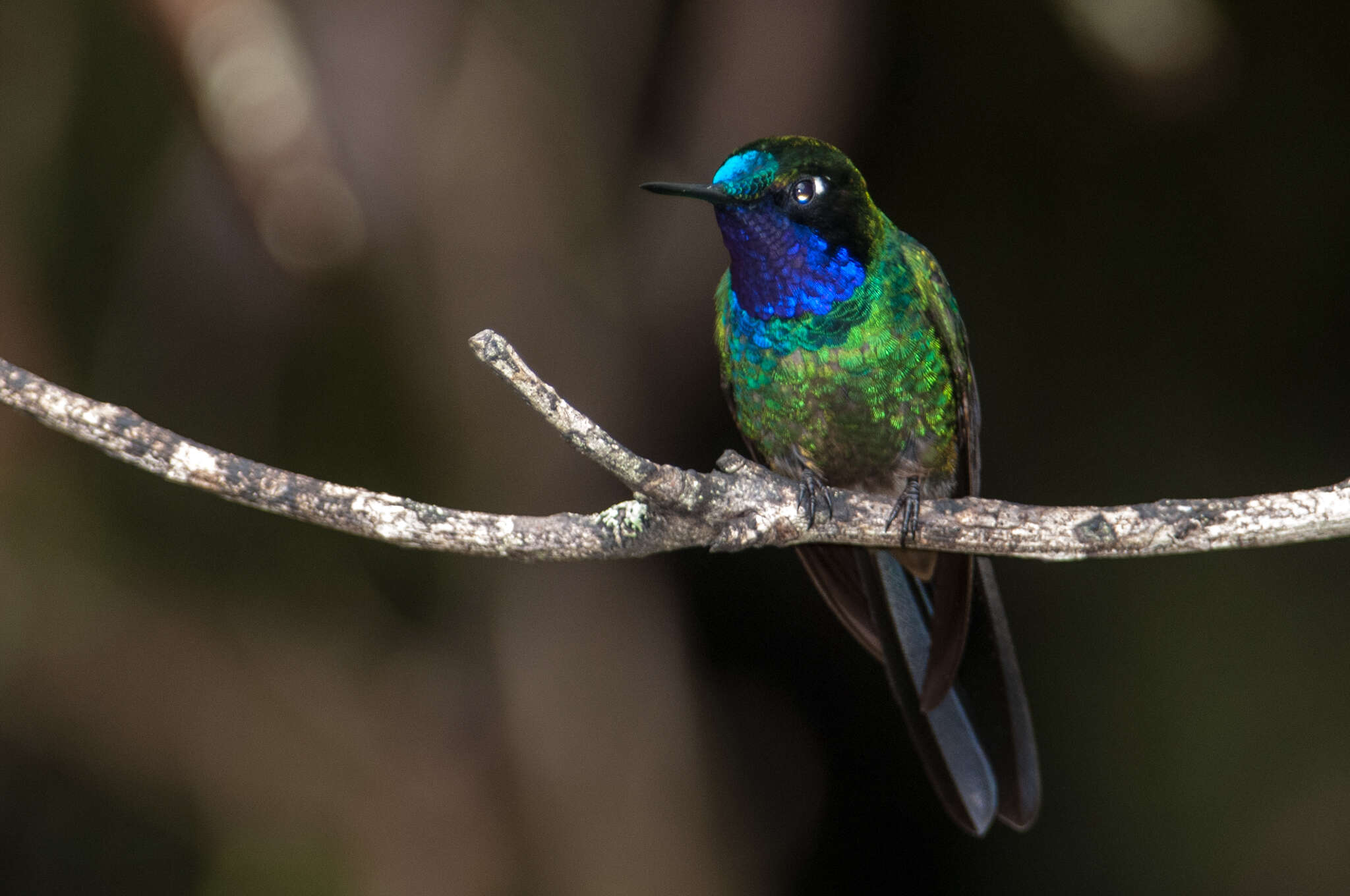 Image of Purple-throated Sunangel